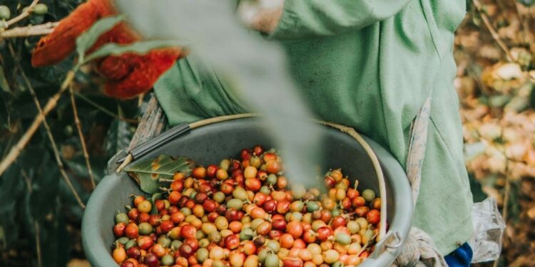 Pengalaman saya sebagai lulusan jurusan Hukum Islam yang memilih jadi petani kopi di desa, ilmunya nggak sia-sia Mojok.co