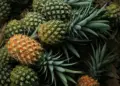 Nanas madu Pemalang sering diremehkan karena ukurannya, padahal inilah oleh-oleh yang paling layak dibawa pulang