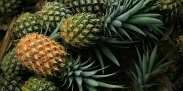 Nanas madu Pemalang sering diremehkan karena ukurannya, padahal inilah oleh-oleh yang paling layak dibawa pulang