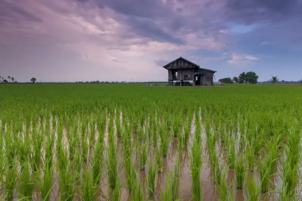 Warga Karawang nongkrong di pinggir sawah itu bukti kurangnya ruang terbuka hijau, tapi anehnya malah dirayakan