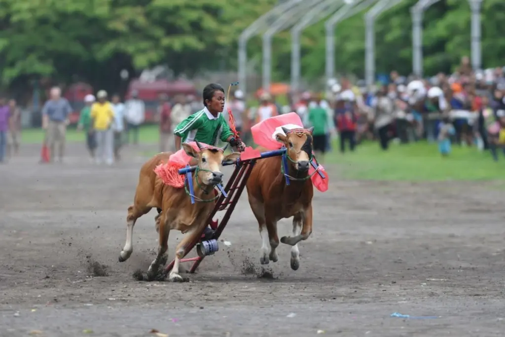 Bangkalan kabupaten yang terlalu berisik sampai nggak sadar kalau Sumenep dan Pamekasan makin melejit Mojok.co