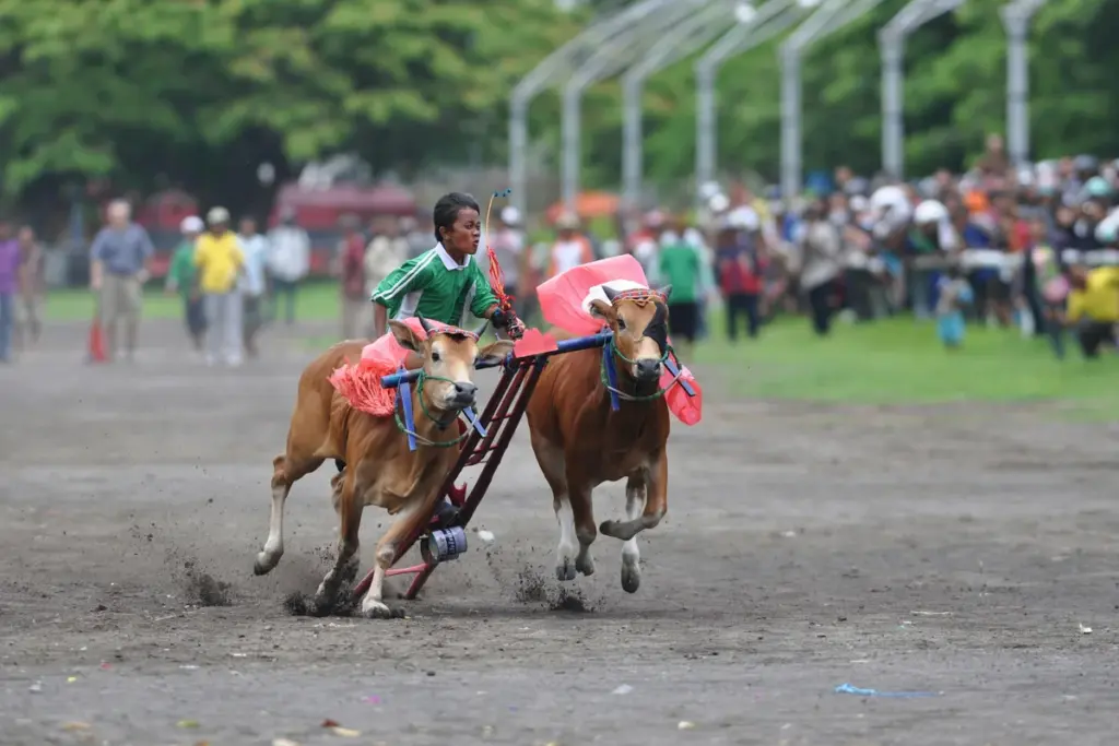 Sudah jatuh tertimpa tangga, sudah WNI jadi orang Madura pula