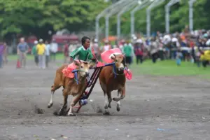 Sudah jatuh tertimpa tangga, sudah WNI jadi orang Madura pula