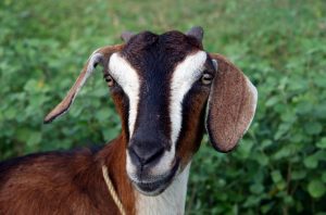 Ramalan Tahun Kambing Berdasarkan Kesebelasan Favorit