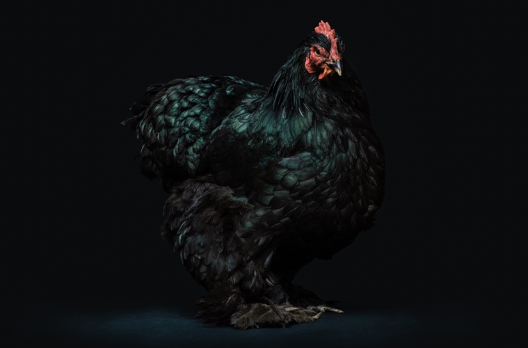 Dua Prosedur Meredam Ayam Galak untuk Jokowi