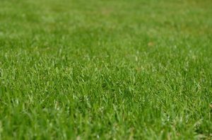 Keep Tidak Injak Rumput and Stay Boikot Sari Roti