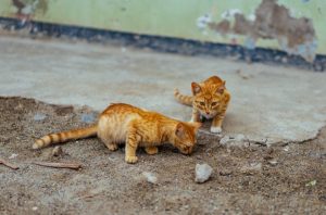 Misteri Dua Kucing Temperamen