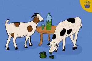 pakan kambing