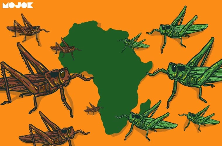 wabah serangan belalang gurun di afrika dampak perubahan iklim tanda kiamat mojok.co