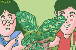 Alasan Harus Punya Minimal 7 Tanaman Hias Agar Tak Stres