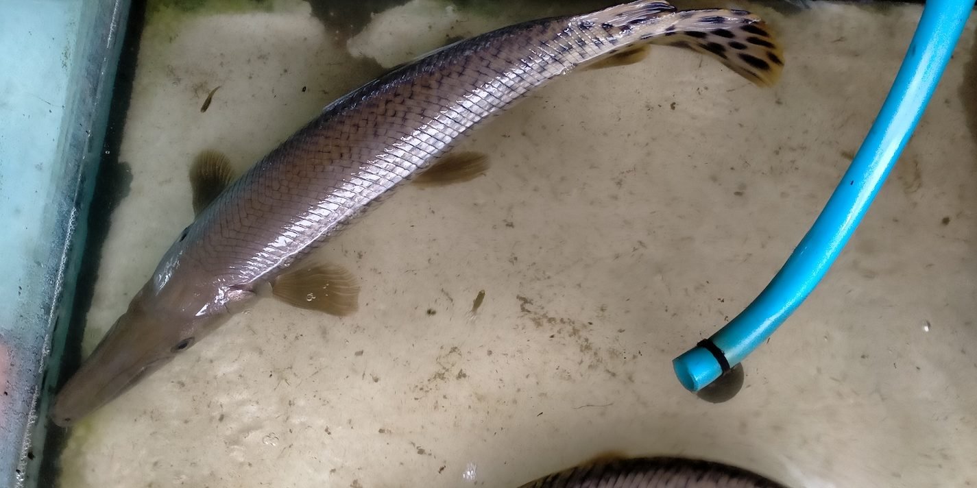 Salah satu ikan invansif, aligator yang ditemukan di sungai di Jogja