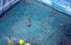 Benih ikan gabus di kolam Mbah Kidjo. Foto oleh Brigitta Adelia/Mojok.co