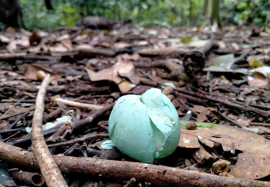 Pecahan telur di area Arboretum UGM