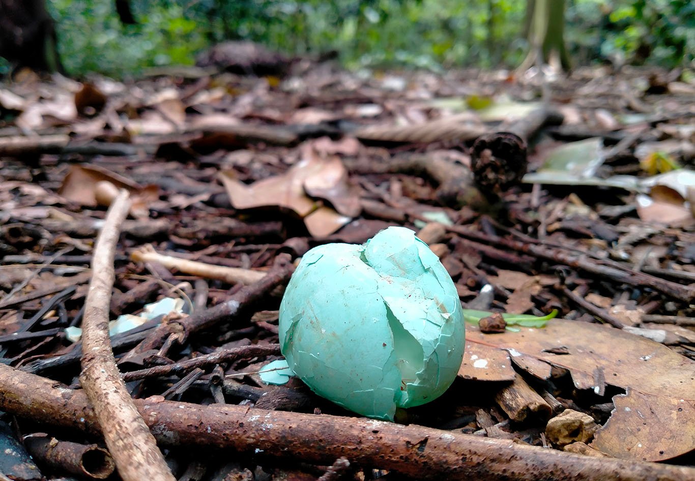 Pecahan telur di area Arboretum UGM