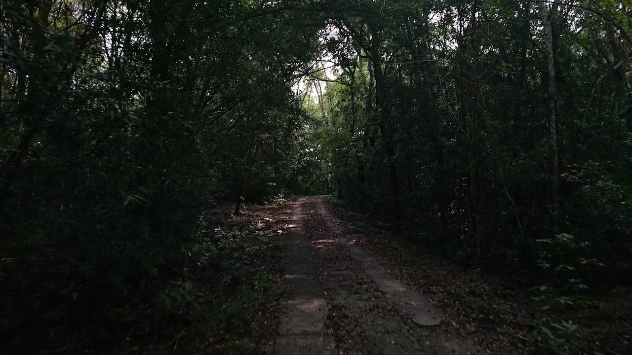 Jalanan kecil jika ingin merasakan misteri hutan di yogyakarta
