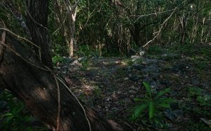 Suasana hutan Wanagama di siang hari yang terlihat gelap karena sedikit terkena cahaya matahari. Foto oleh Nabila Mojok.co
