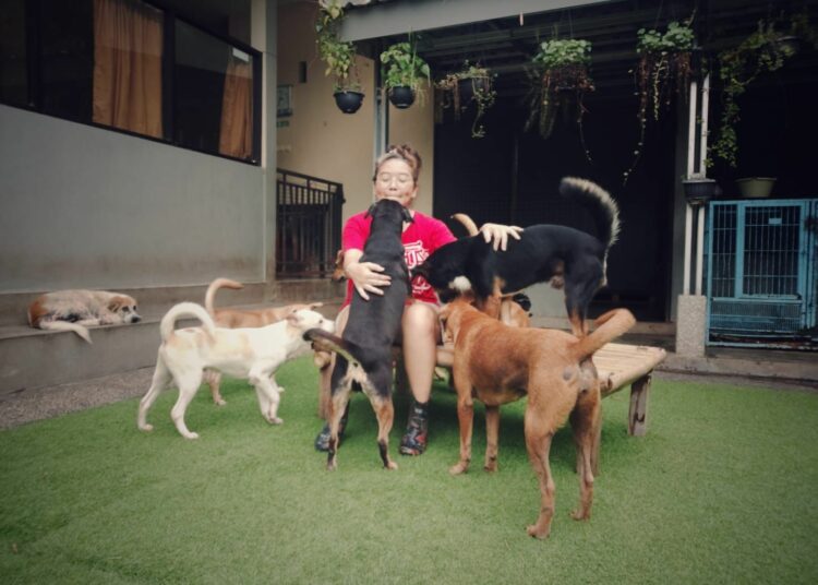 anjing telantar di Daerah Istimewa Yogyakarta. MOJOK.CO