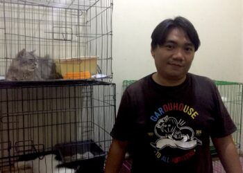 Jasa Pacak Kucing: Bisnis Menuntaskan Berahi Anabul