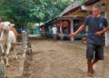 Blantik yang menuntun sapinya menuju mobil di Pasar Hewan Prambanan, Klaten (Sidra Muntaha/Mojok)
