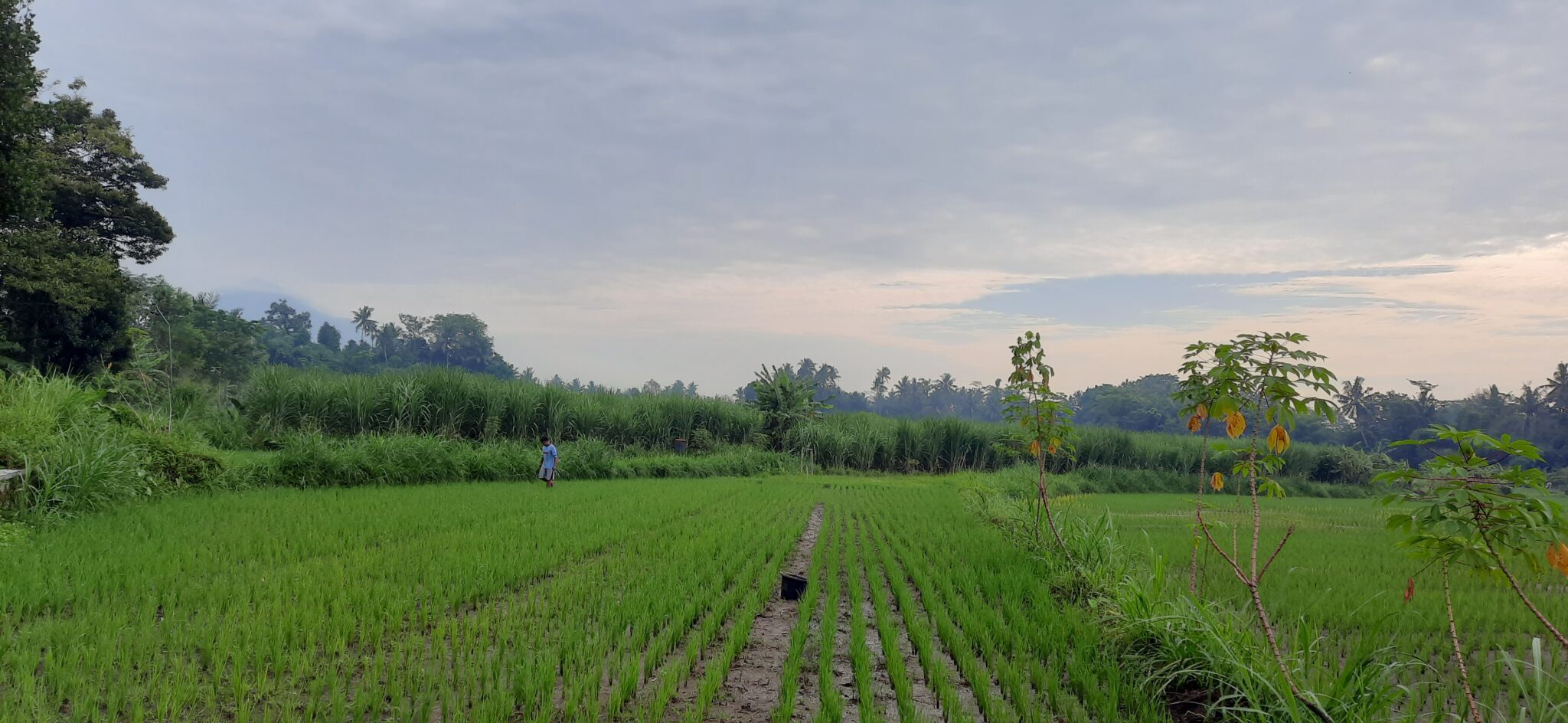 Kisah Mufit Si Petani Muda, Tak Seindah Kampanye Sosial
