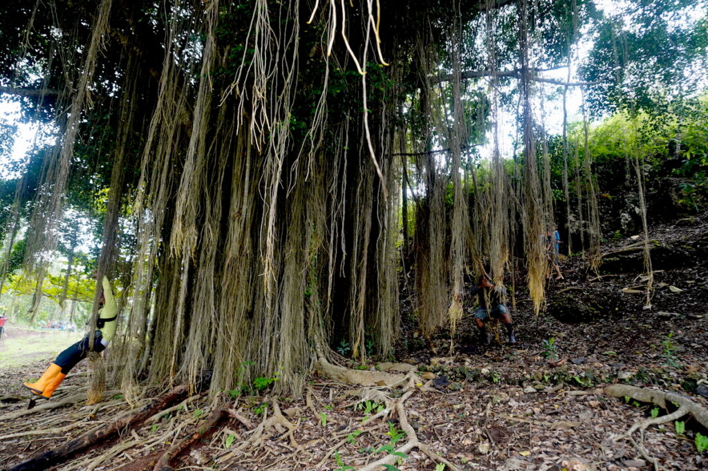 Posko anti kesurupan di yogyakarta didirikan karena jin marah. Foto ilustrasi pohon beringin. (Agung PW/Mojok.co)