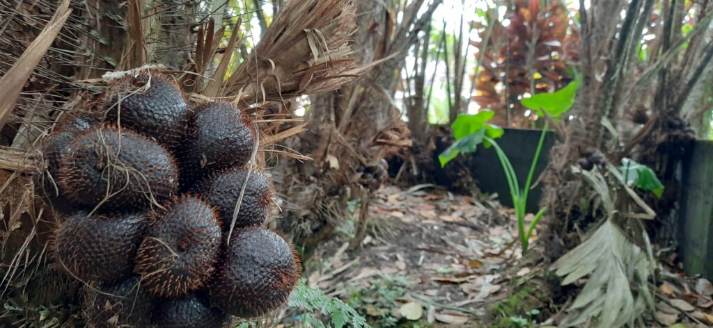 salak pondoh mojok.co