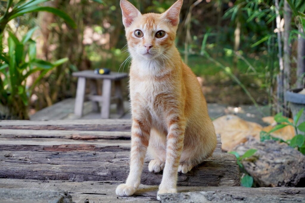 Animal Communicator dan Bagaimana Ia Bekerja Mencari Kucing yang Hilang
