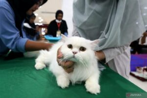 Kiat Merawat Kucing Berdasarkan Jenisnya: Bulu Panjang, Pendek, hingga Rumahan