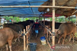 Akademisi UI: Wabah PMK Tak Akan Turunkan Potensi Ekonomi Idul Adha