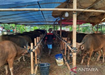 Idul Adha membawa dampak ekonomi yang luar biasa(ANTARA/Foto: Feru Lantara)