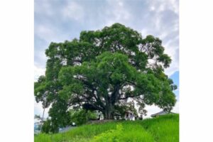Pohon Hackberry di Film Extraordinary Attorney Woo akan Dijadikan Monumen Nasional Korea