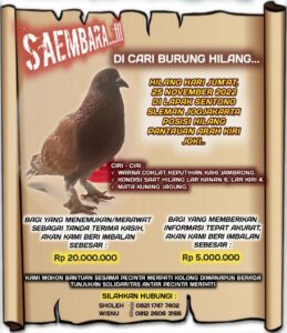 Pencarian Merpati Balap Brahma Berlanjut, Hadiah Dinaikkan Jadi Rp20 Juta