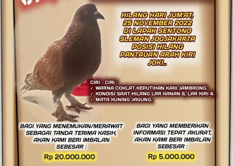 merpati balap brahma mojok.co