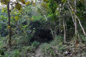 Jalan menuju hutan habitat monyet ekor panjang di Gunungkidul.