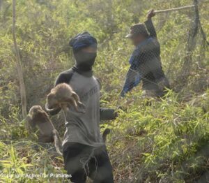 Penangkapan monyet oleh orang suruhan CV Primaco di Gunungkidul. MOJOK.CO