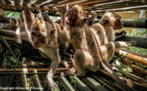 Penangkapan monyet oleh orang suruhan CV Primaco di Gunungkidul 7_Sumber Action For Primates) MOJOK.CO
