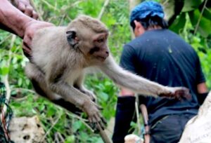 Penangkapan primata oleh orang suruhan CV Primaco di Gunungkidul 8_Sumber Action For Primates.jpg