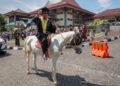 Hendro Pleret, Kakek 3 Cucu yang Naik Kuda Saat Wisuda S2 di UGM. MOJOK.CO