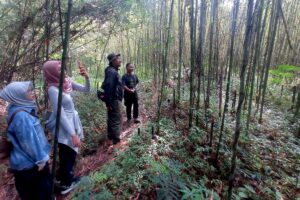 Pak Musimin menjelaskan tanaman bambu yang ditanam warga ternyata sangat invansif. Bambu ini bukan asli dari kawasan Merapi. MOJOK.CO