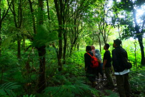 Vegetasi di hutan bukit Turgo sebagian merupakan tanaman baru pascaerupsi Merapi di tahun 1994. MOJOK.CO