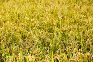 Klaten Lumbung Pangan di Jateng, Jaga Surplus Produksi Beras