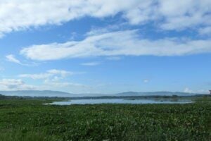 Eceng gondok menutupi permukaan air Waduk Mrica. MOJOK.CO