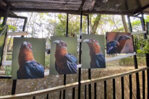 Anang Batas Memotret Burung di Terpanjat Tak Terperanjat