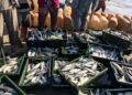 pasar ikan giwangan atau jogja fish market mojok.co