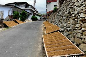 Suasana di jalan Dusun Lamuk Legok. Saat ini tengah musim panen raya tembakau MOJOK.CO