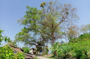 Ringin Ngelo, pohon yang dulu dikenal paling angker di Desa Manggar MOJOK.CO