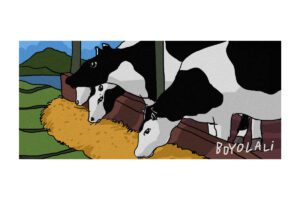 Peternak Sapi Perah Samben, Menopang Industri Susu Boyolali hingga Kuliahkan Anak di UNS