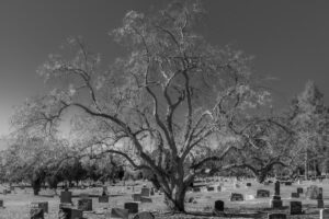 Ilustrasi pohon tua di kuburan MOJOK.CO