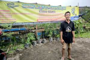 Budidaya belut gratis