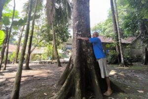 Mbah Harjo, memeluk pohon durian warisan paling tua di kebunnya MOJOK.CO